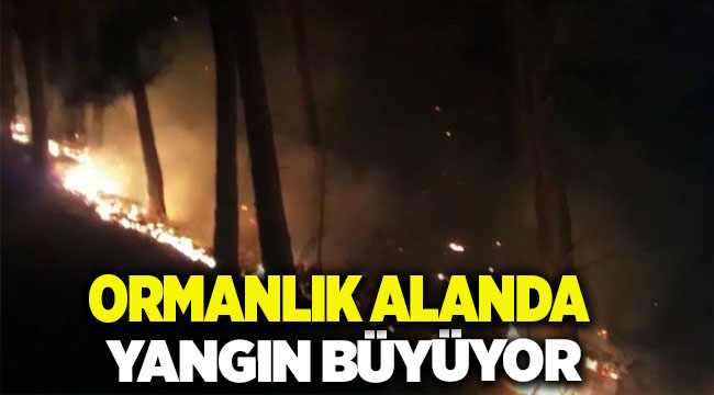 Bergama'da Ormanlık Alan Yangını Büyüyor