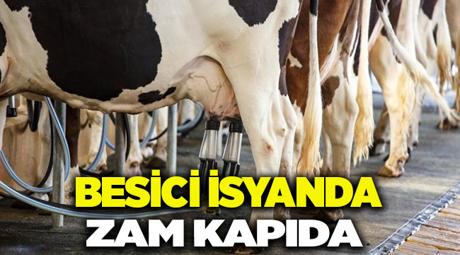 Besiciler İsyanda; İnekler Kesimhanede!