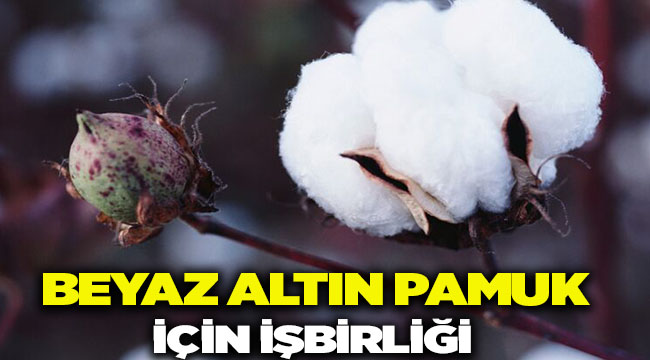 Beyaz Altın Pamuk İçin İş Birliği